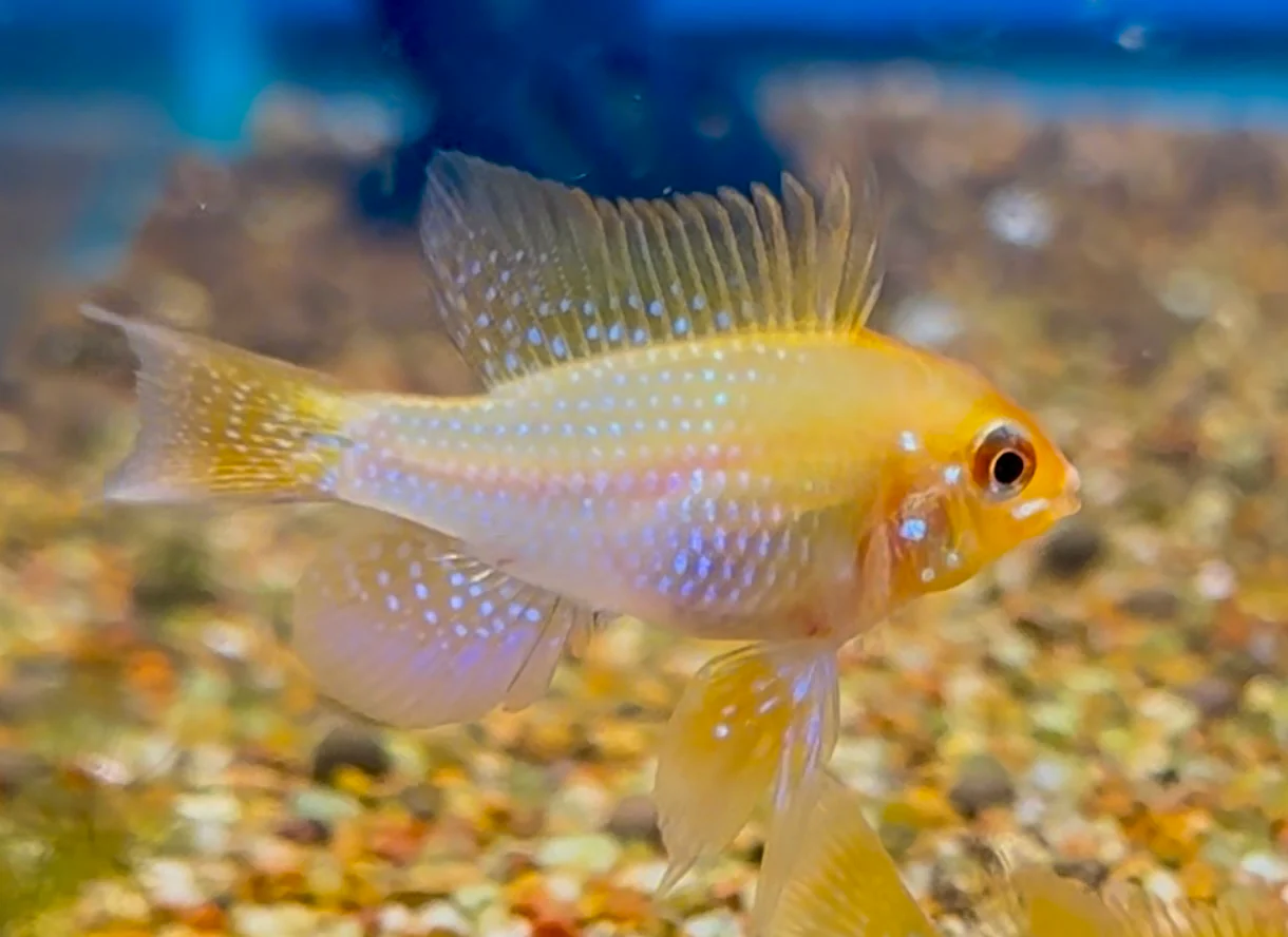 Dive Into Your Dream Aquarium