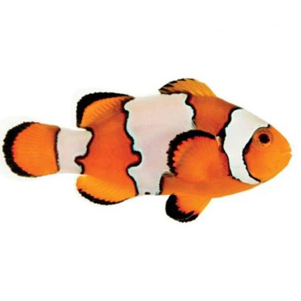 New Salt Water Arrivals