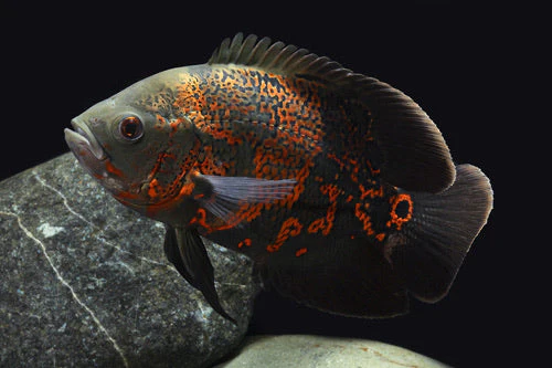 New World Cichlids